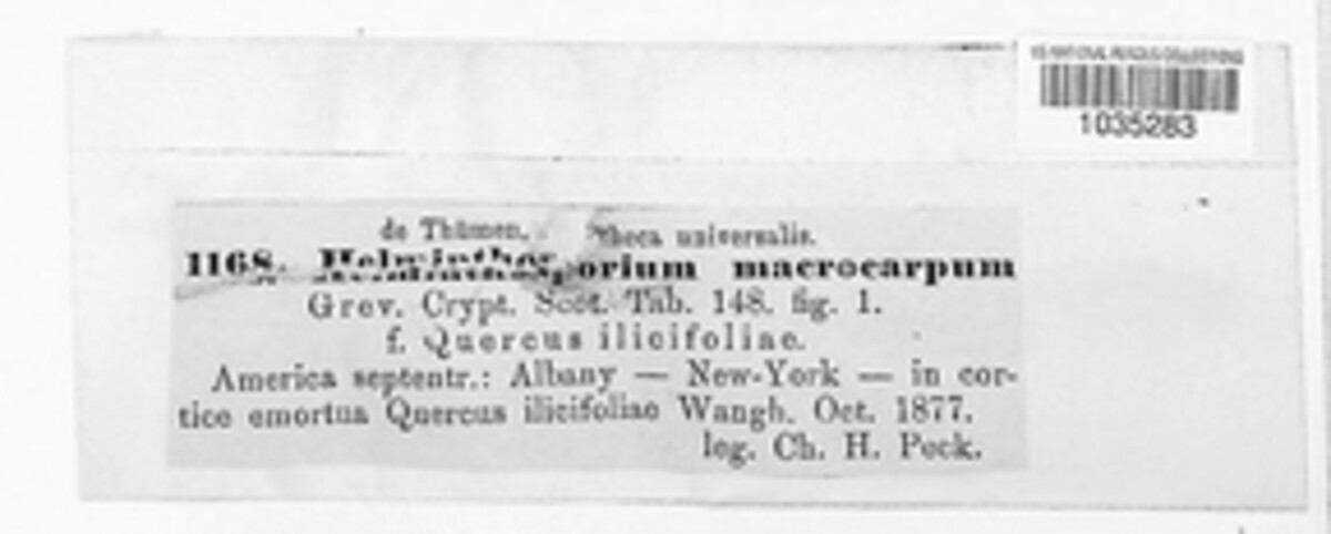 Bipolaris oryzae image